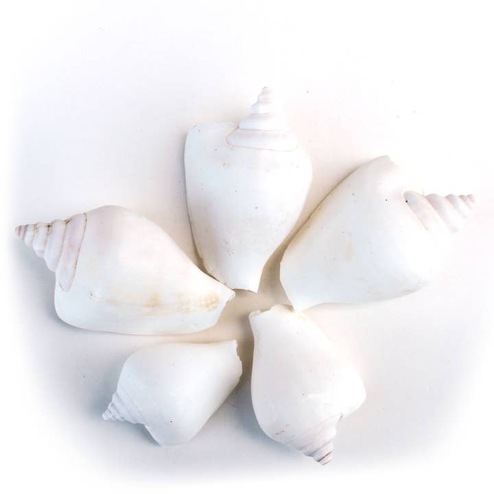 California Seashell Company - Wholesale Decorative Tabletop Object - White Canary Strombus Bulk Seashells - 1 LB - 2-2.5"