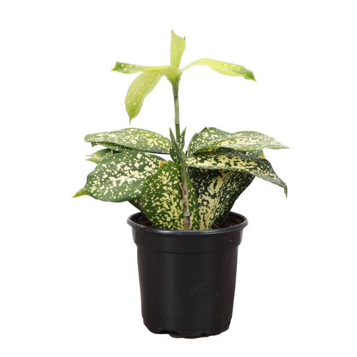 Thorsen's Greenhouse - Wholesale Live Plant - Gold Dust Dracaena - Live Plant