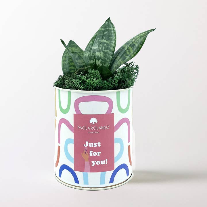 Sansevieria Nana In Vaso Tin Medium per la vendita all'ingrosso da parte di Paola Rolando Creazioni