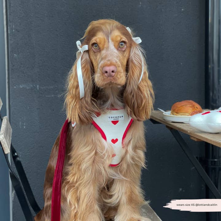 Cocopup London - Wholesale Pet harness – Dog - Hugs & Knitted Adjustable Neck Harness18