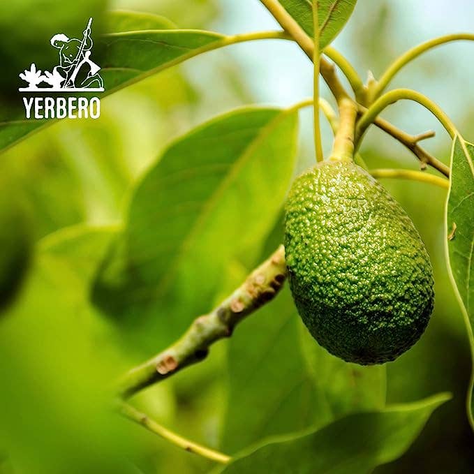 YERBERO - Wholesale Loose Tea - Yerbero - Dried Avocado Leaf 2 oz (56g) | Hoja De Aguacate Criollo - Aroma Fuerte | Aromatic, Strong Smell |3