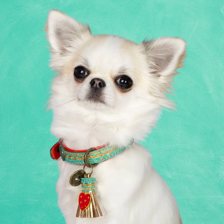 Collar Coco Noël 2 cm XXS (Circunferencia del cuello 19-24 cm / 2 cm) para venta al por mayor de Dog with a Mission