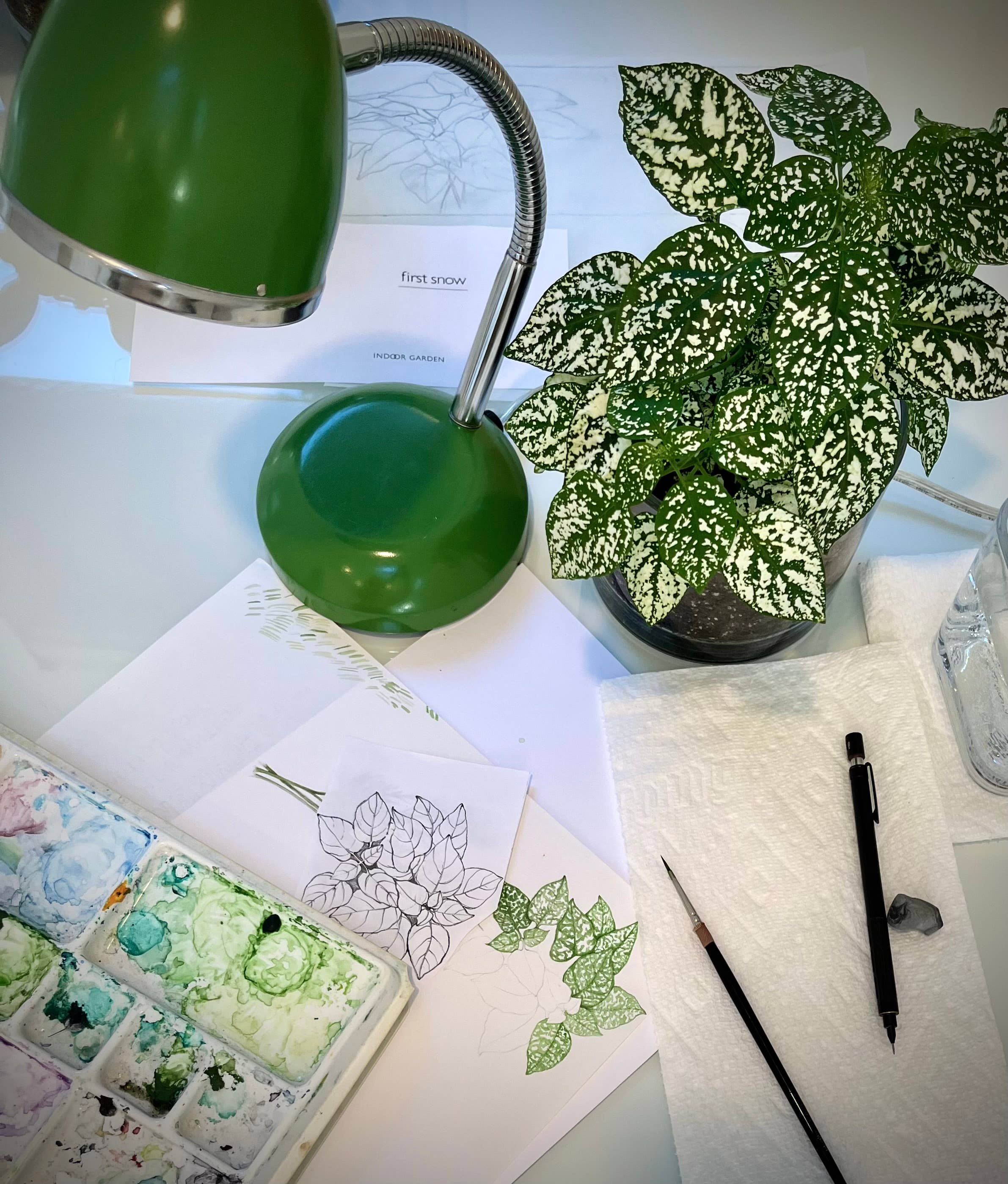 Potting Shed Creations, Ltd. - Wholesale Live Plant - Houseplant Collection | First Snow | Polka Dot Plant4