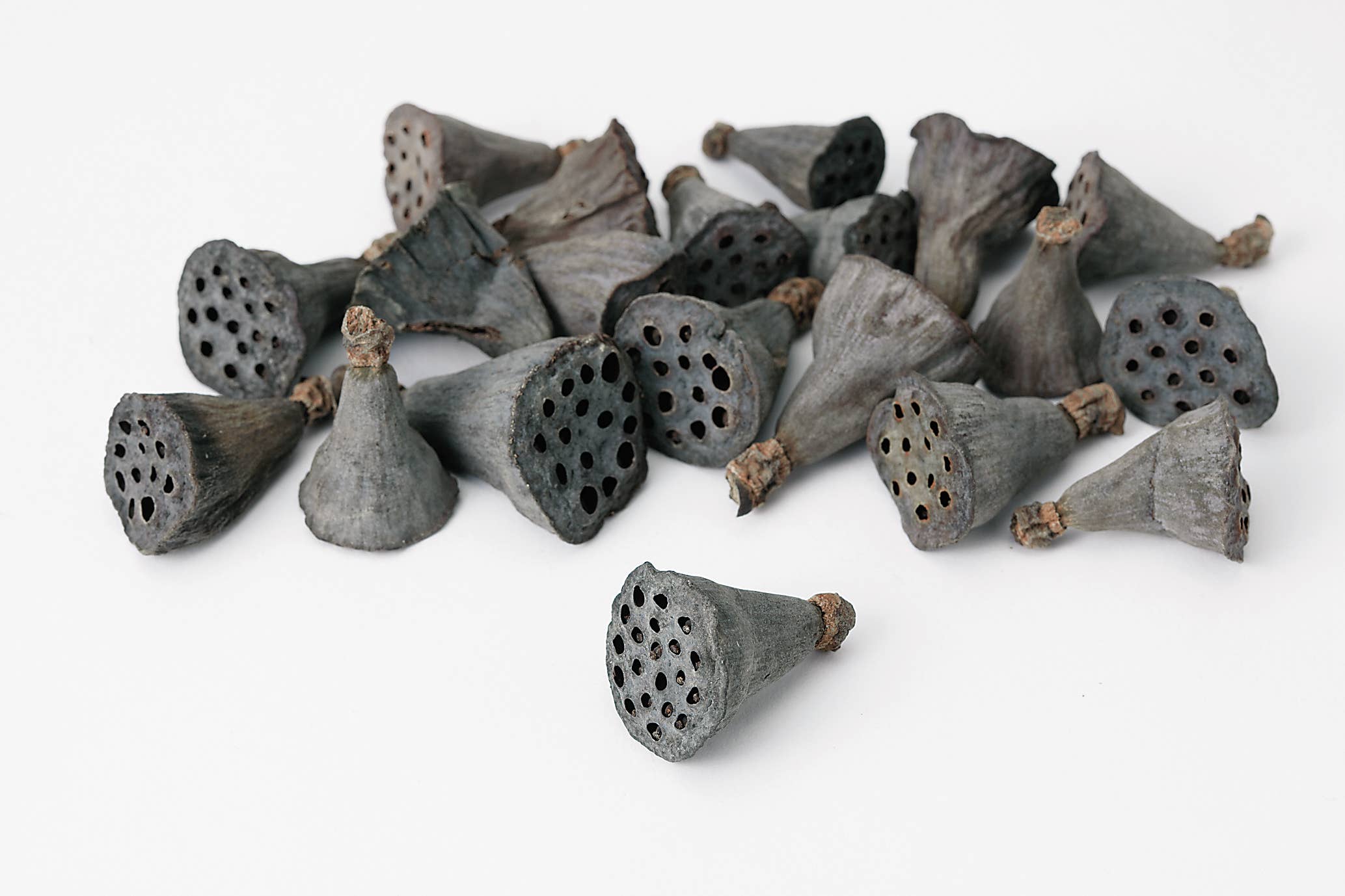 2626 Designs - Wholesale Dried/Pressed Flowers - Dried Preserved Mini Lotus 2cm |Realistic&Long-Lasting Decor0