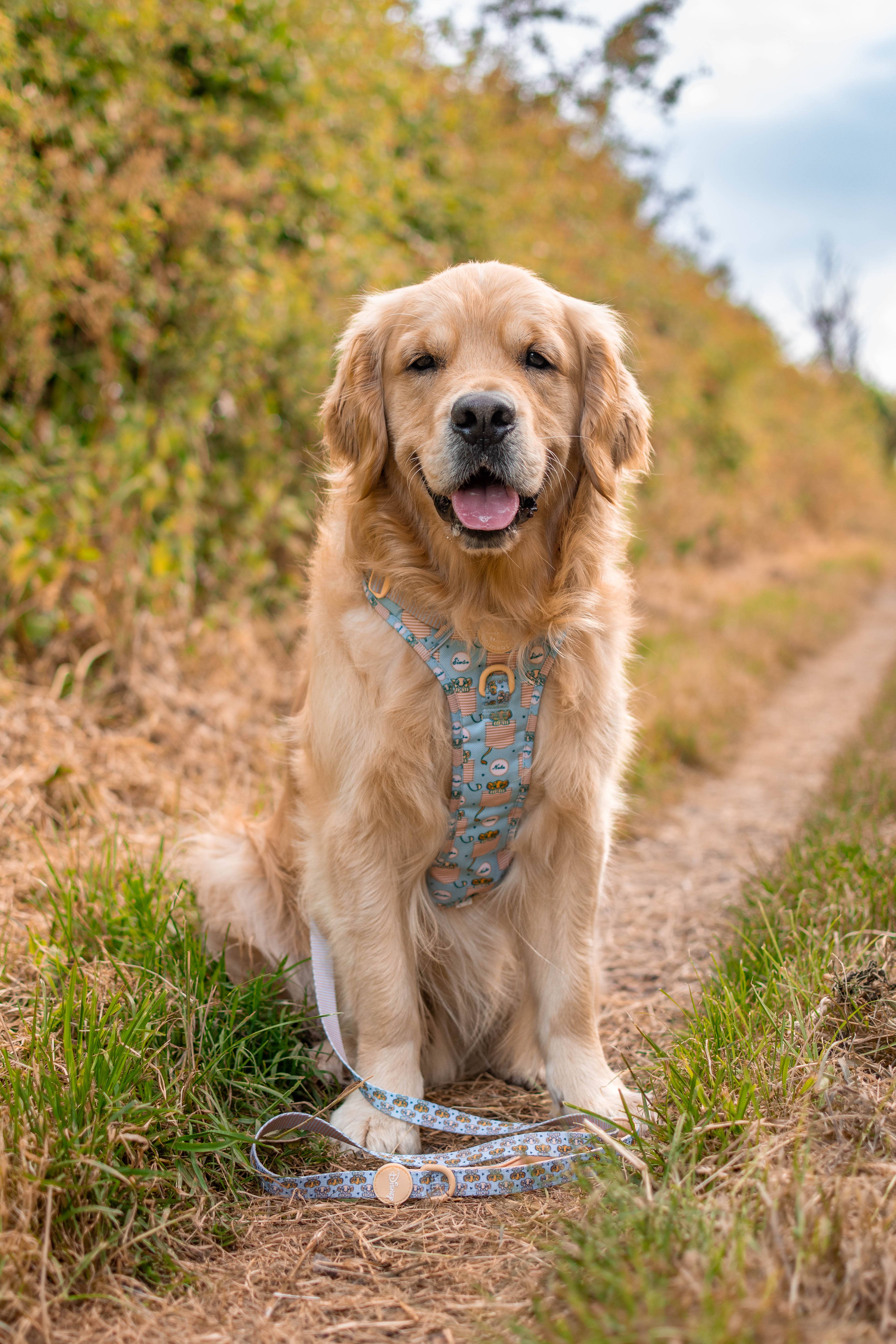 Pawsome Paws - Wholesale Pet Leash - Dog - Disney© Lead - Lion Friends1