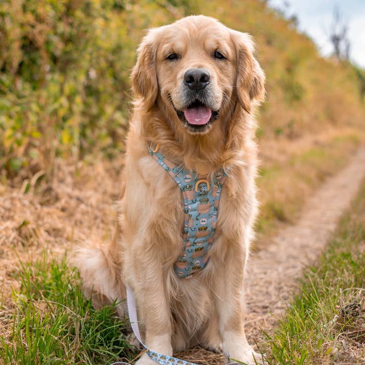 Pawsome Paws - Vendita all'ingrosso Guinzaglio - Cani - Disney© Lead - Gli amici dei leoni1