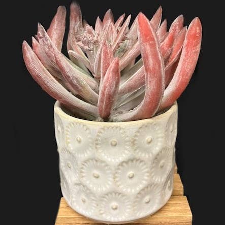 Will's Company - Wholesale Plant Pot - Ceramic Pots with Embossed Design, Ivory in 4 styles - 3"