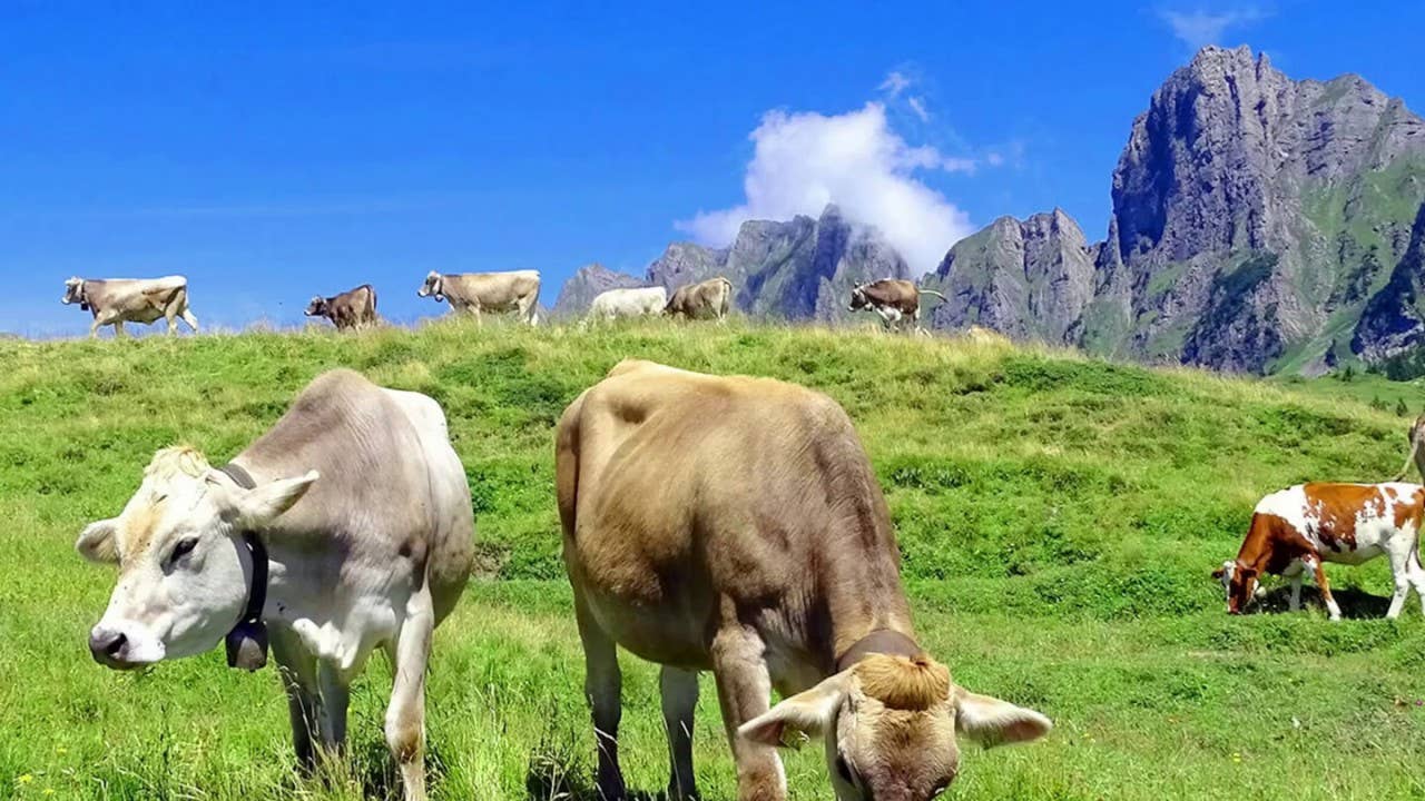 Hofman Animal Care - Wholesale Pet Treats - Dog - SwissCowers Cheese Bars Black Angus L3