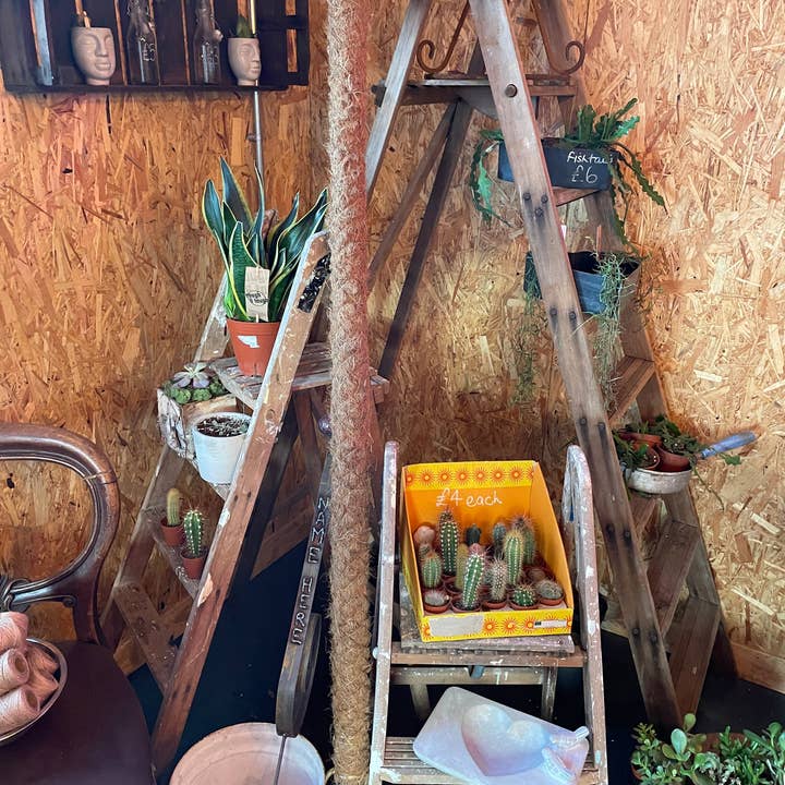 L V Bespoke – wholesale Trellis – Moss Pole, 80cm For providing Indoor Plants with Structure3