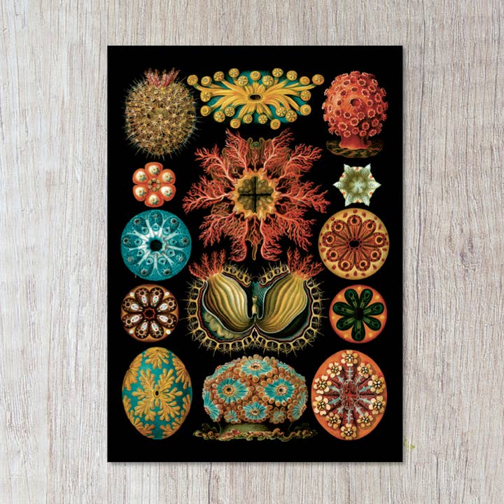 Ascidiae for wholesale by Momokin