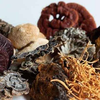 Daydream Organics | Prairie Doctor Brand - Vente Poudres protéinées/superaliments - 7 Champignons en poudre