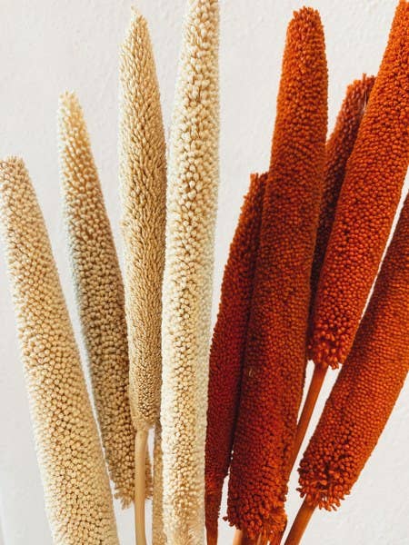 Uma Cantik - Wholesale Dried/Pressed Flowers - Babala Orange Dried Flowers2