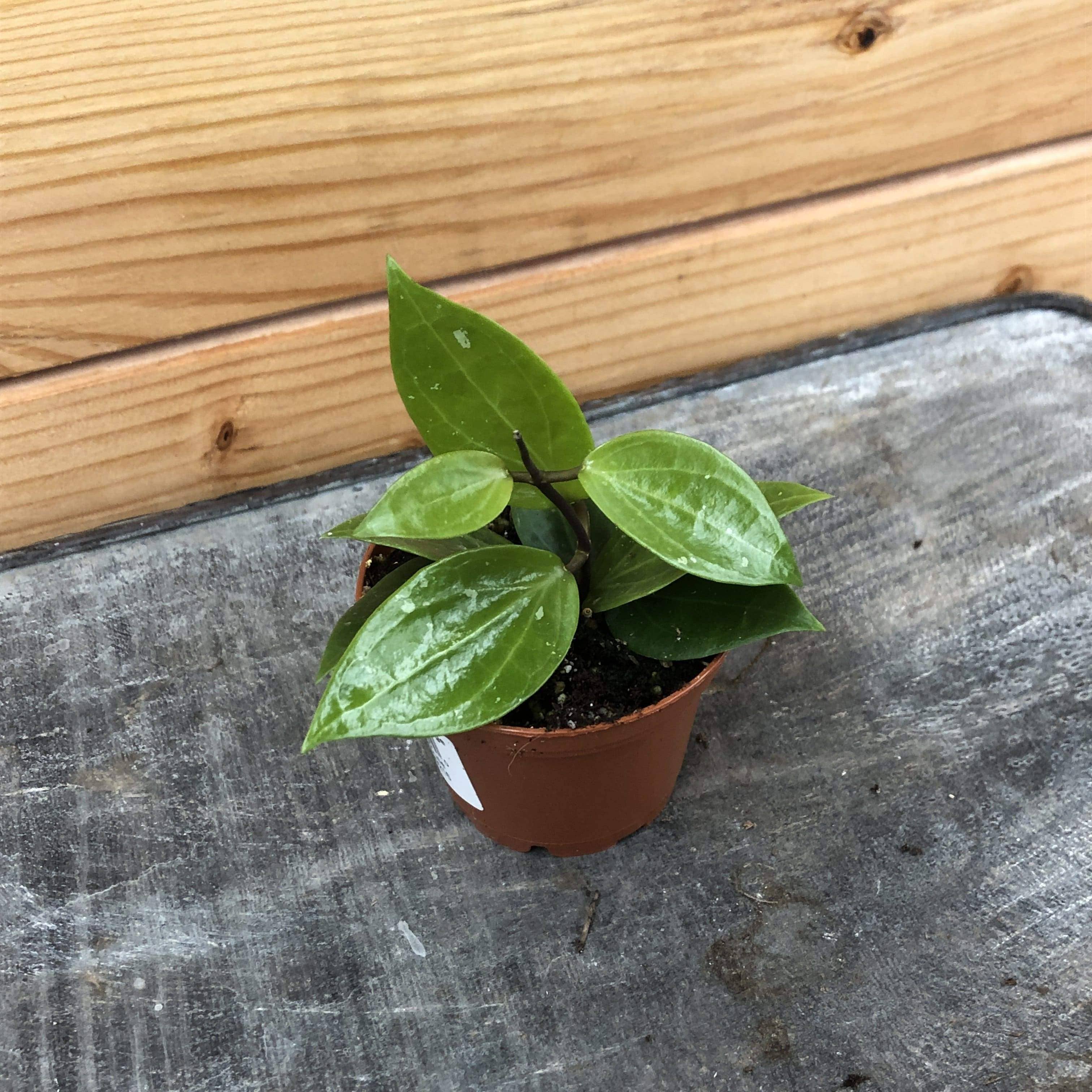The Plant Farm - Wholesale Live Plant - Hoya Limoniaca, 2" Plant1