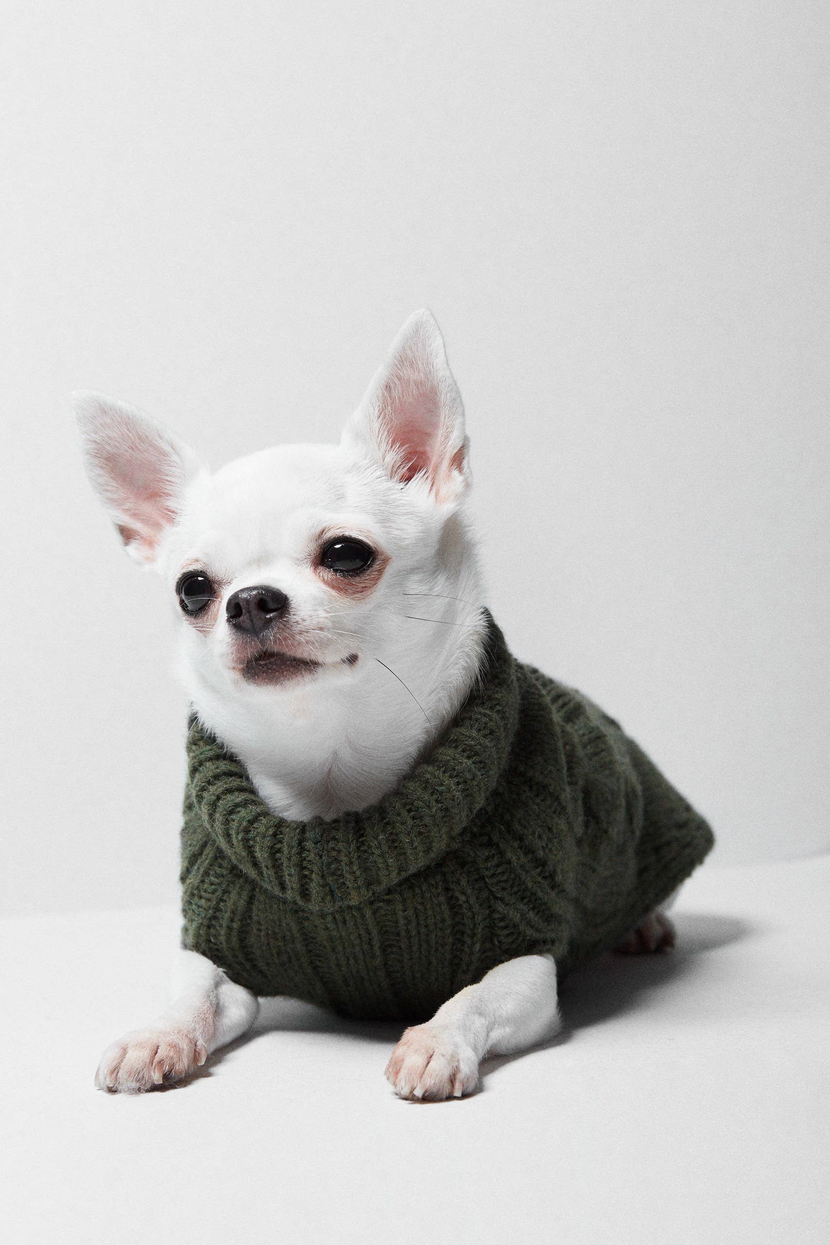 ARISTOPET - Vendita all'ingrosso Maglione - Cani - MAGLIA ASPEN6