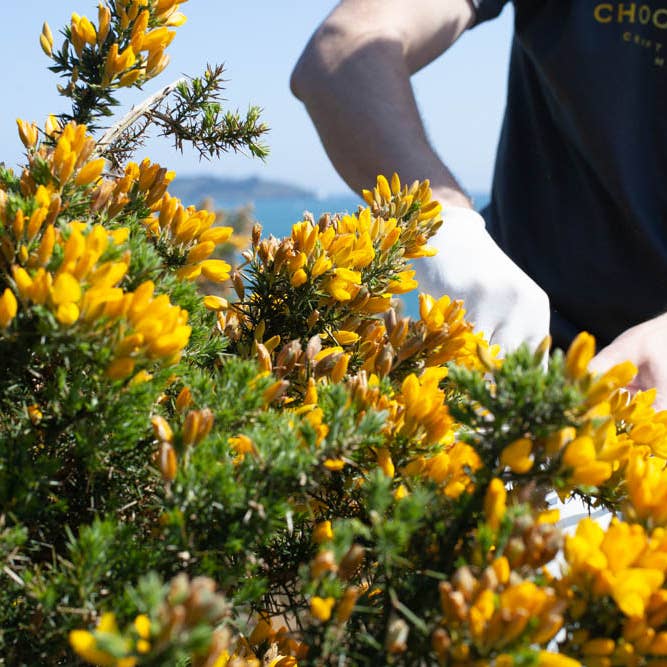 Chocolarder - Vente Barre chocolatée - Tablette de chocolat au lait 50% à la fleur d'ajonc sauvage2