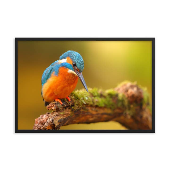 Kingfisher Bird on Perch 2 Animal Wildlife Photo Framed Art for wholesale by Pipa Wall Art & Home Decor