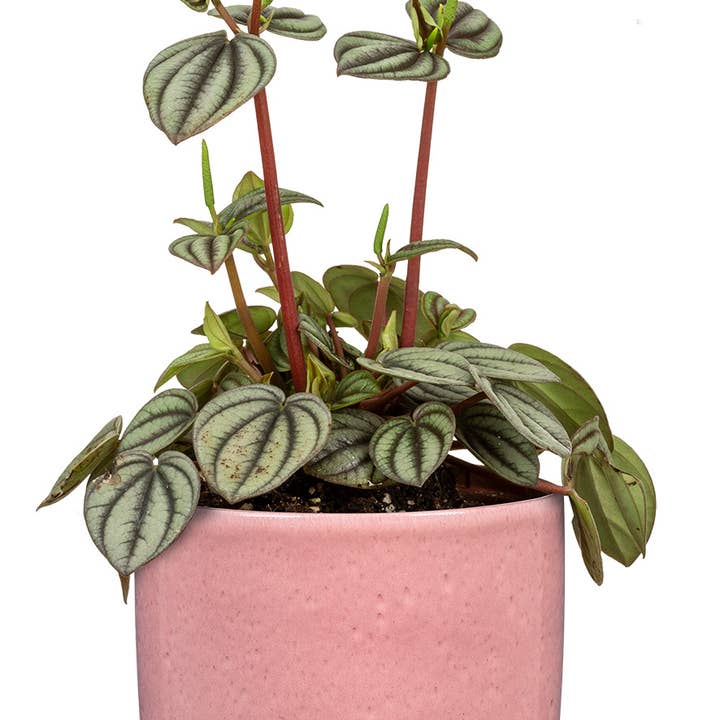 Scheurich - Wholesale Plant Pot - Set of 2 Solido 900 ceramic planters21