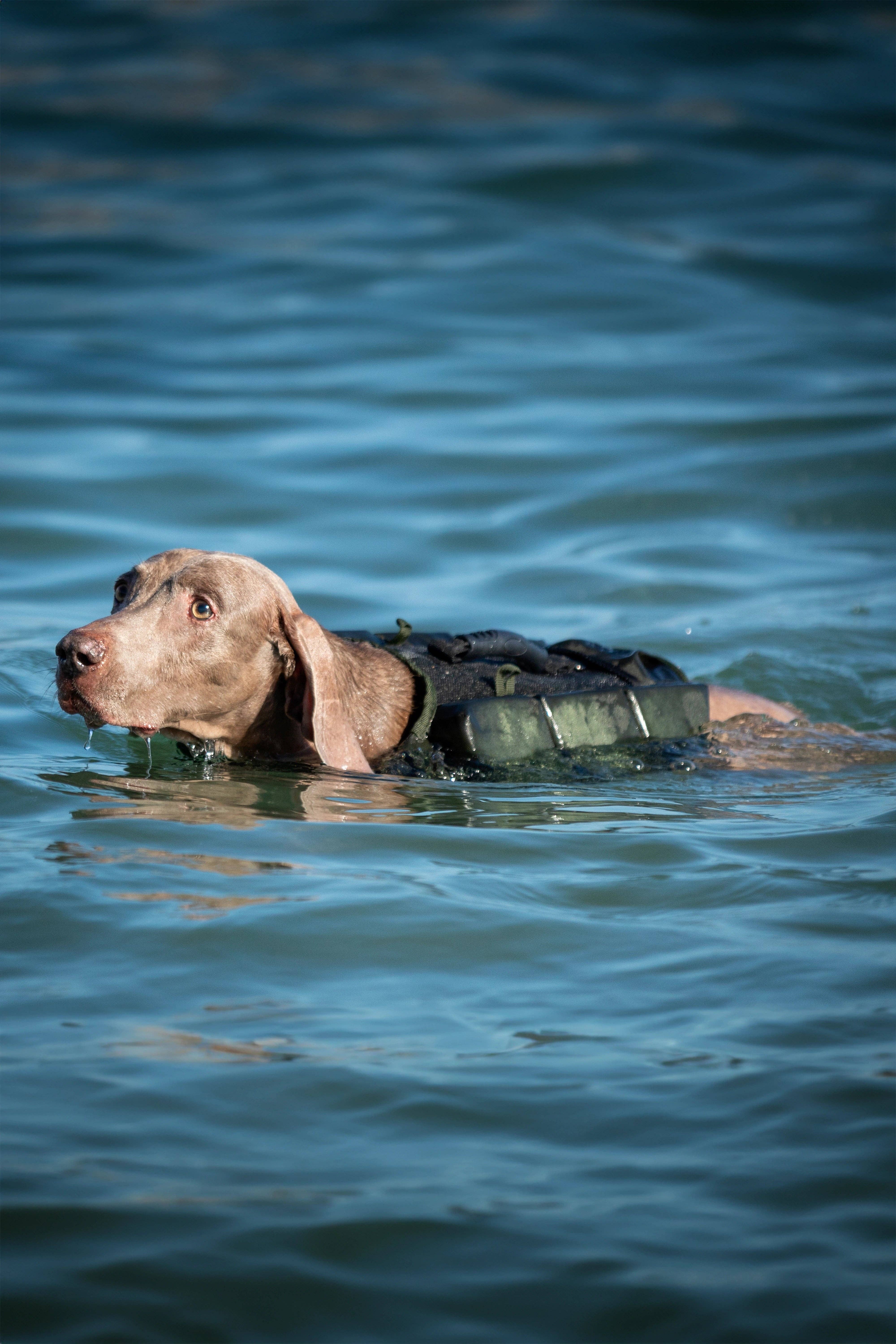 NOAH AND PAW LLC - Vendita all'ingrosso Giacca - Cani - Salvagente per cane Human Standards con supporto in schiuma 3x massimo galleggiamento - Verde18