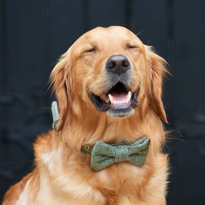 Sweet William Designs - Wholesale Pet Bow Tie - Dog - Bow Tie - Green Tweed
