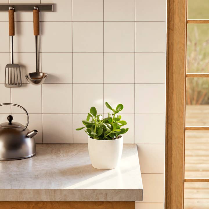 Lively Root - Wholesale Live Plant - Jade Plant16