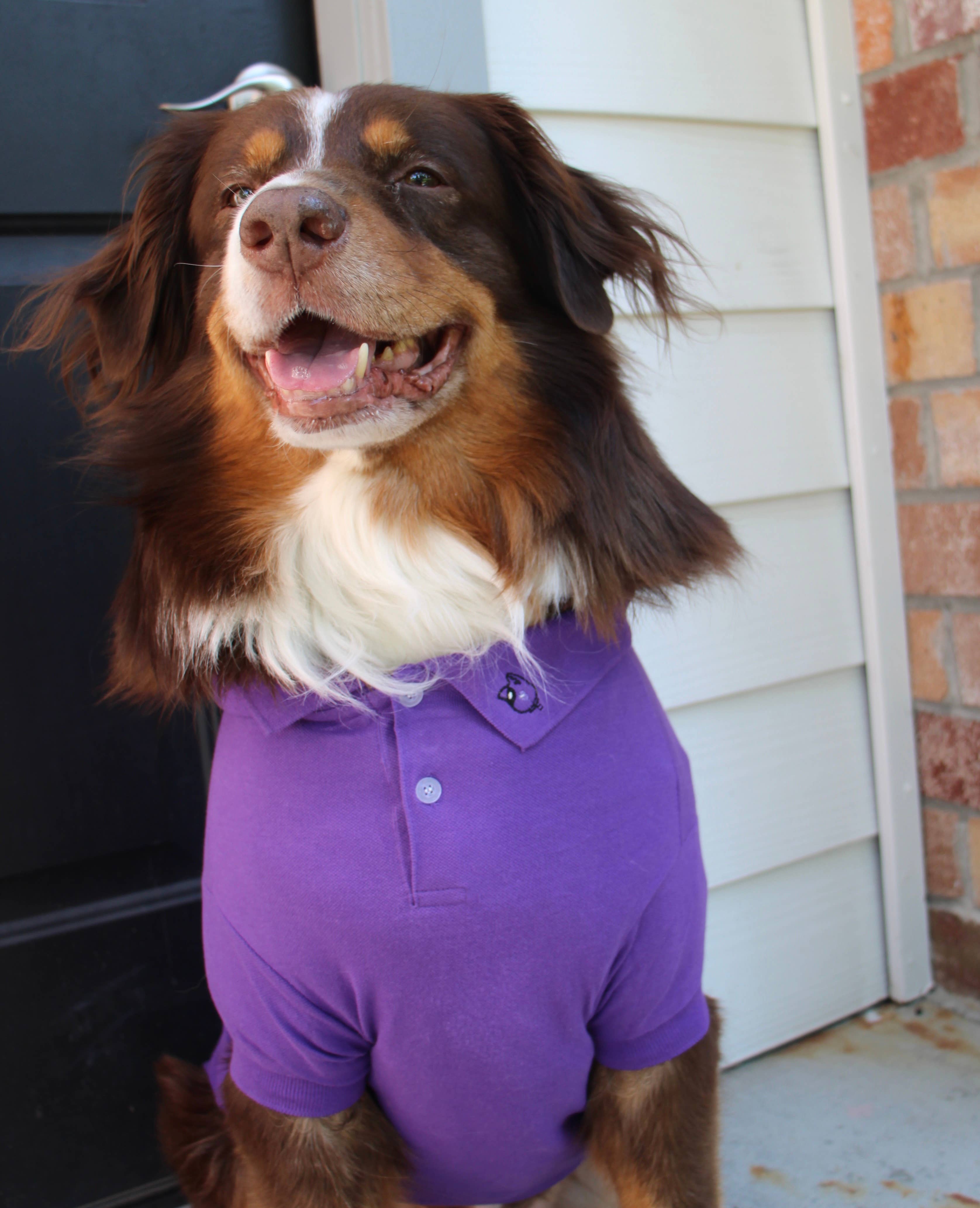 Doggie Design - Wholesale Pet Shirt - Dog - Solid Dog Polo - Ultra Violet2
