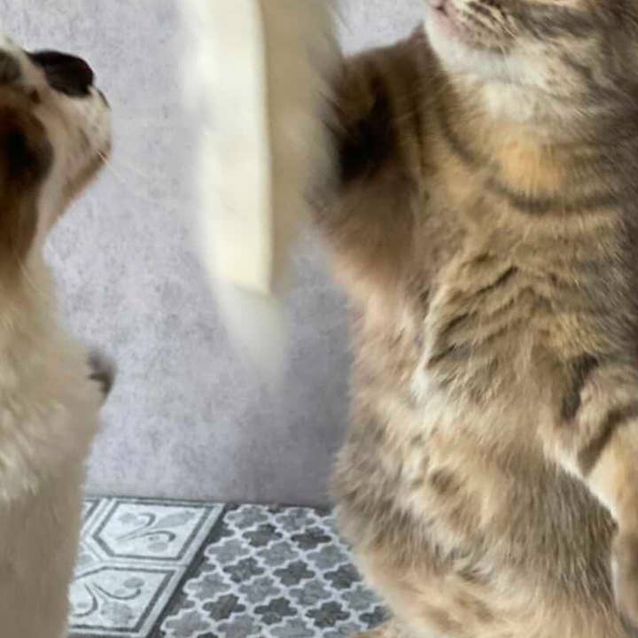 Kater Kasimir - Venta al por mayor Juguete - Gatos - Gato pescando con mango de madera, campanas y colgantes