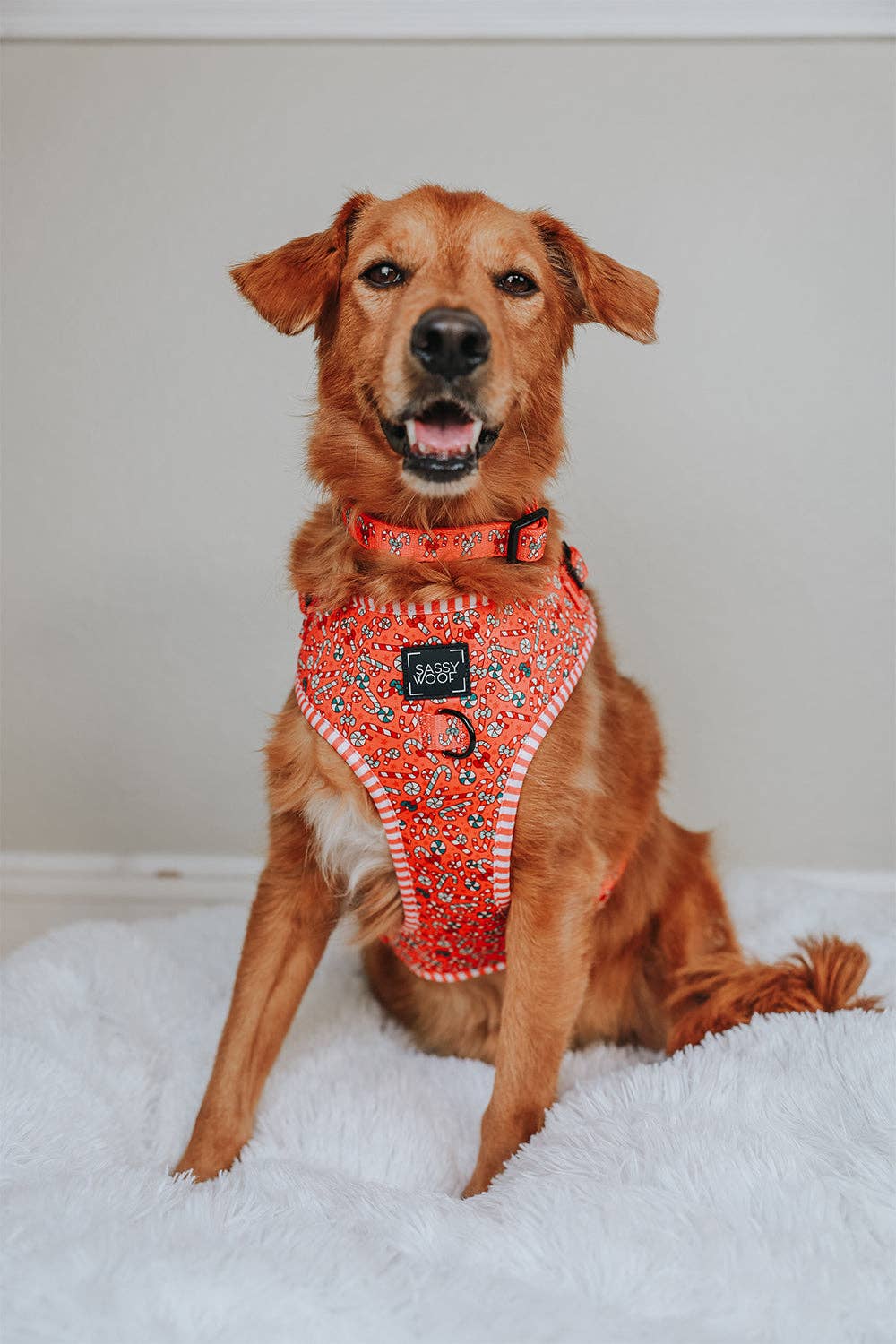 SASSY WOOF - Wholesale Pet Harness - Dog - Dog Adjustable Harness - Puppermint Twist10