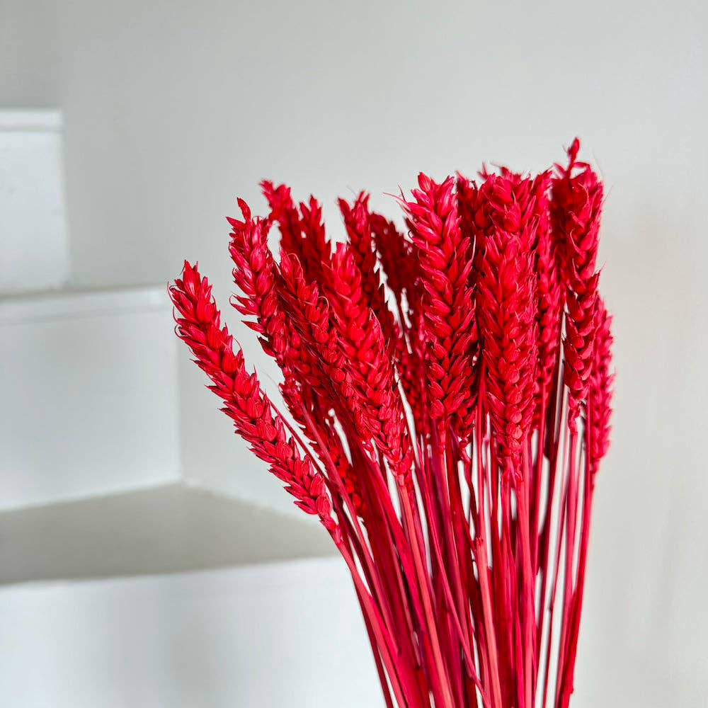 Flowrette - Wholesale Dried/Pressed Flowers - Red wheat boot1