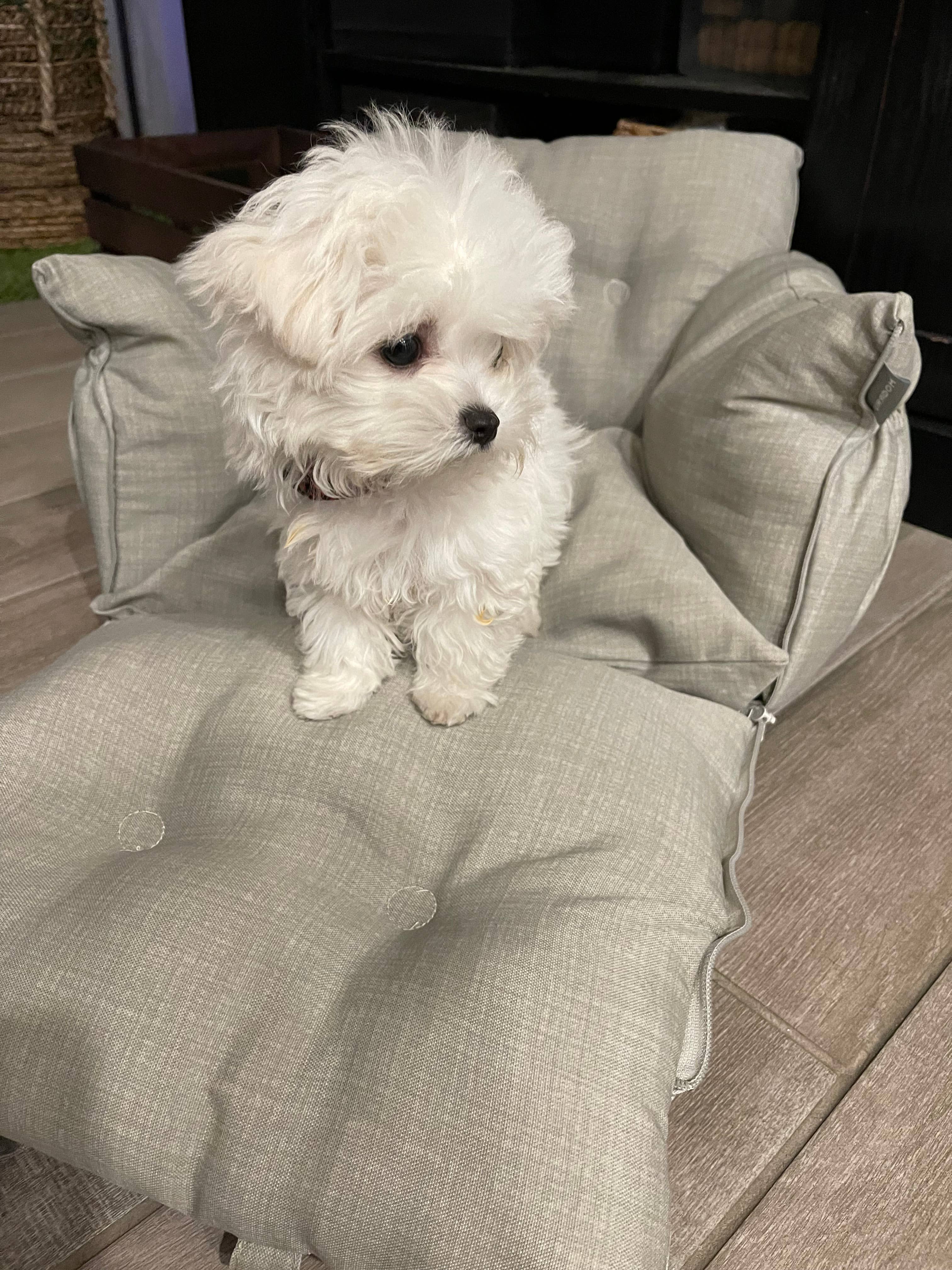 FurRoom - Wholesale Pet Carrier - Cat/Dog - All in One Pet Car Booster Seat, Carrier, Bed for small pets9