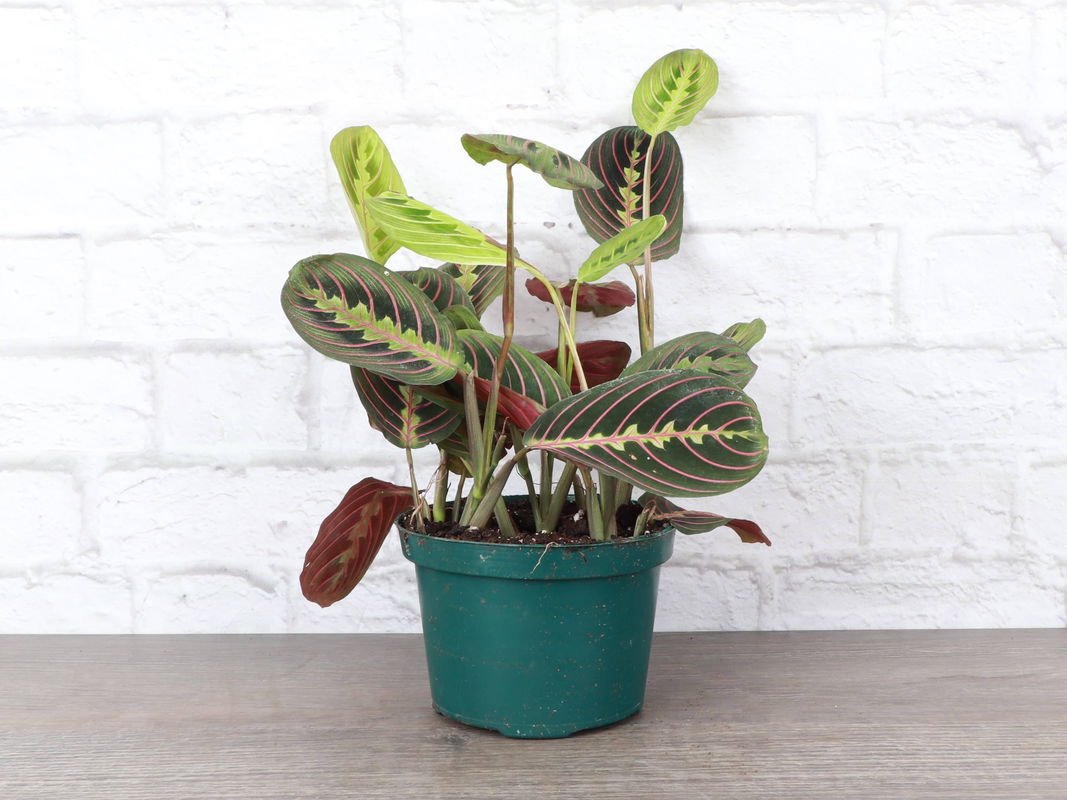 Thorsen's Greenhouse - Wholesale Live Plant - Red Prayer Plant - Live Plant4