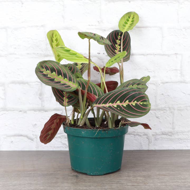 Thorsen's Greenhouse - Wholesale Live Plant - Red Prayer Plant - Live Plant4