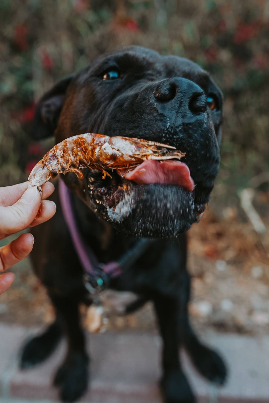 Litto Howler - Wholesale Pet Treats - Cat - White Shrimp | 3 oz (12-14 Whole, Head-On White Shrimps)2