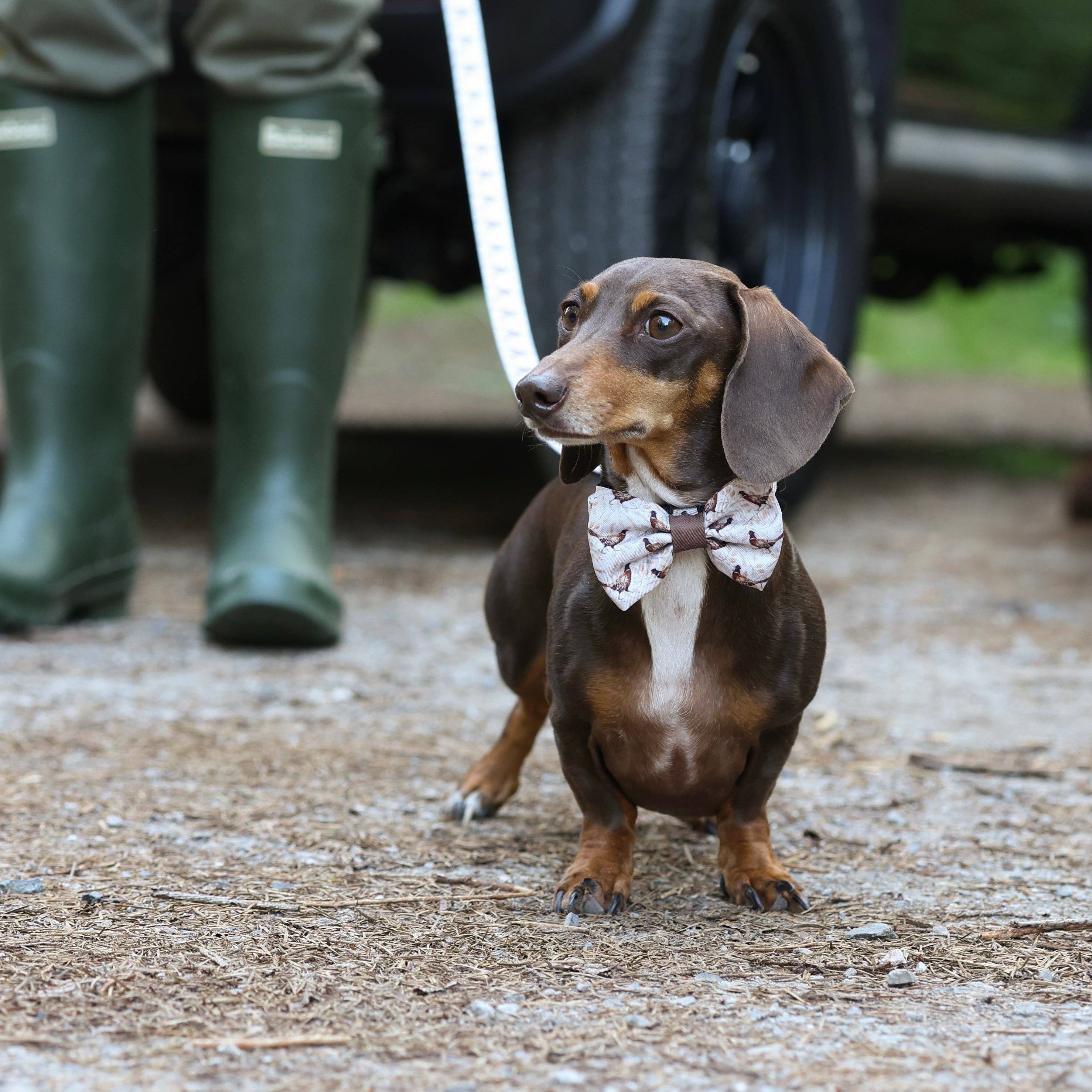 The aDoraBle Pooch Company – wholesale Pet bow tie – Dog – Dog Bow Tie - Farmland Pheasant5