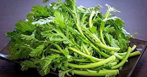 The Rike - Wholesale Plant Seeds - Crown Daisy Seeds Garland Chrysanthemum 3 pack x 3000 seeds7