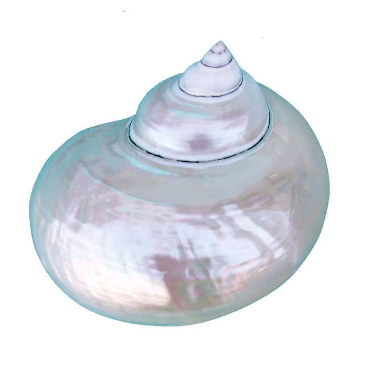 Pearled Turbo Seashells 4"+ for wholesale by California Seashell Company