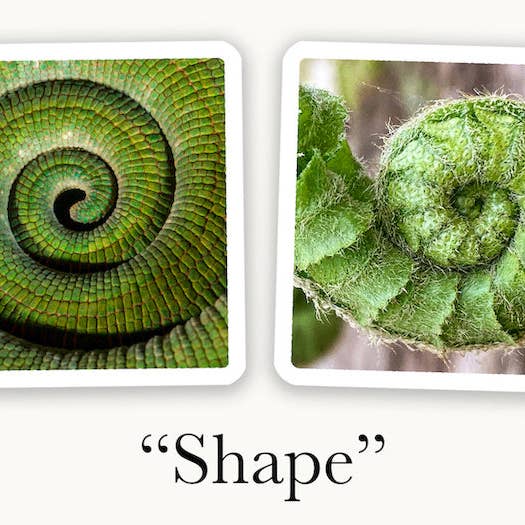 OuiSi - Wholesale Card Game - OuiSi Nature: Games of Visual Connection2