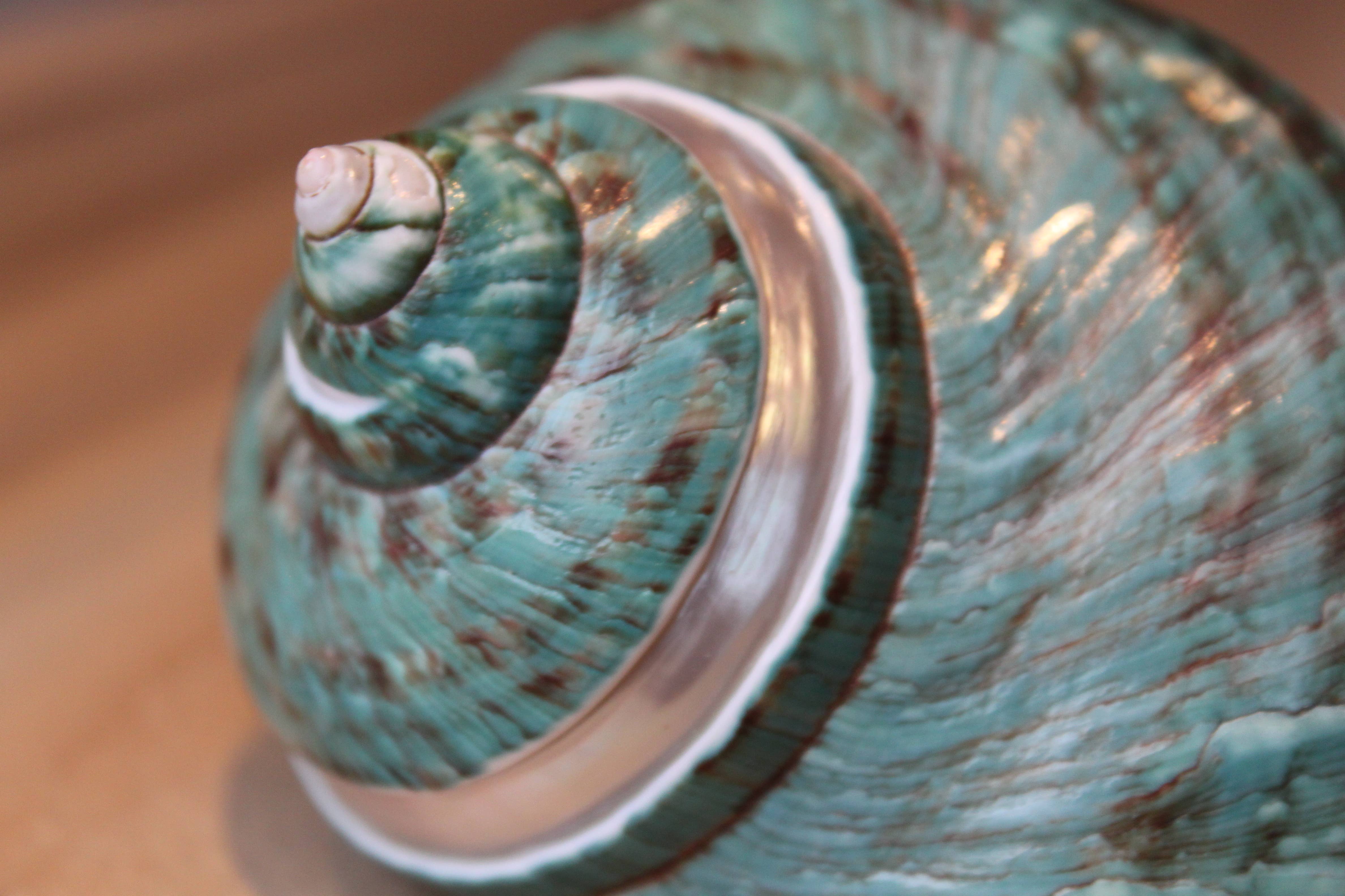 Product Import Holland - Wholesale Decorative Tabletop Object - Turbo Poleng - shell - decoration - beach - unique - beach2