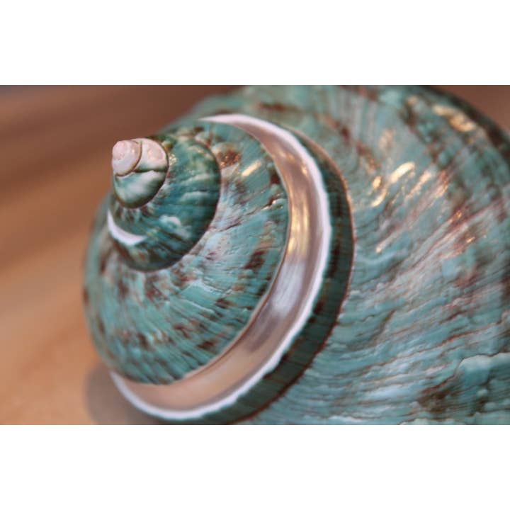 Product Import Holland - Wholesale Decorative Tabletop Object - Turbo Poleng - shell - decoration - beach - unique - beach2