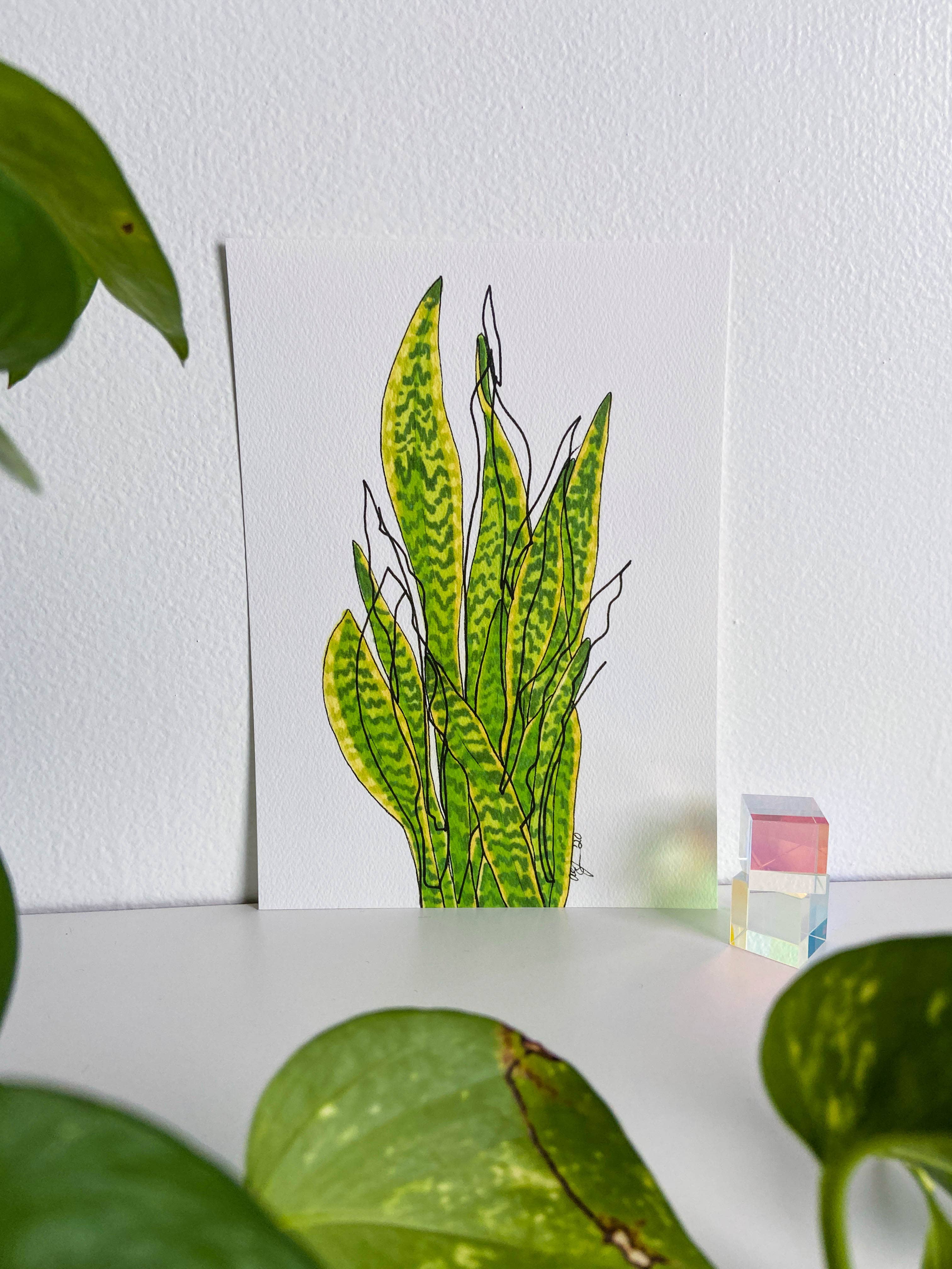 AEJ.CREATE - Wholesale Art Print - Archival Houseplant Art Print - Snake Plant0