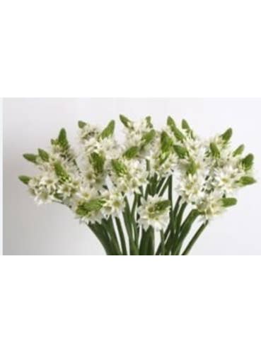 Star of Bethlehem 5 /10 / 15 / 20 bunches for wholesale by Florasource