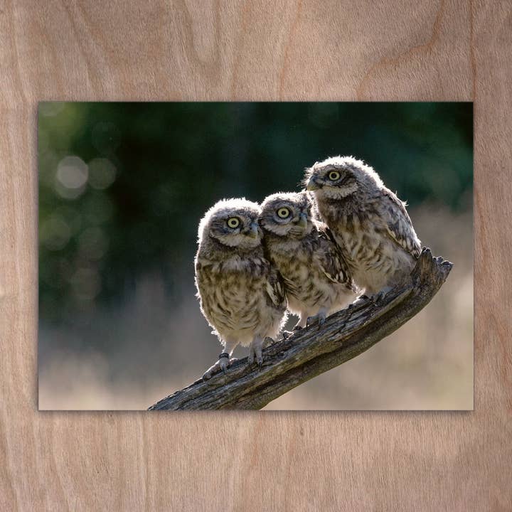 Carte Eye-0506 Stone Owls pour la vente par eye-comm