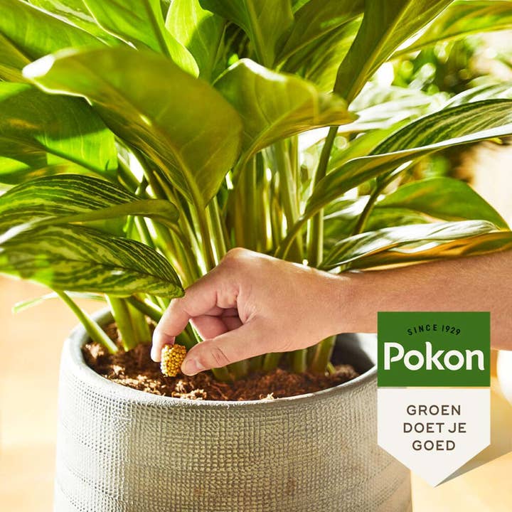 Oasis of Life - Wholesale Fertiliser - Pokon food cones for houseplants – 10 pieces – Long-term fertilizer for 6 months of nutrient supply – Easy application – Optimal growth & strong plants1