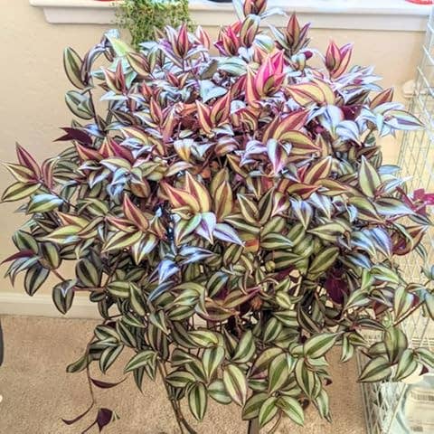 UniqueMartandHome - Wholesale Live Plant - Tradescantia Zebrina Plant Indoor Plant Purple And Pink