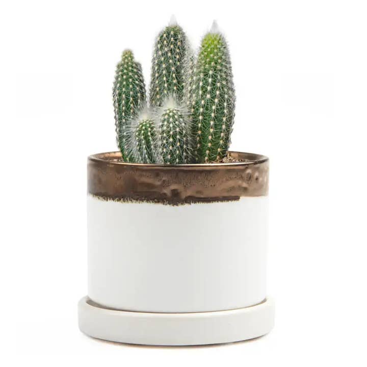 Chive UK - Wholesale Plant Pot - Minute Handmade Ceramic Planter Indoors Pot With Saucer27