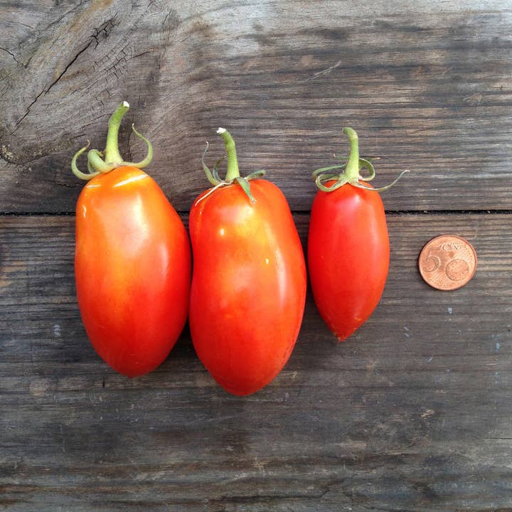 Piccolo Seeds - Wholesale Plant Seeds - Tomato San Marzano nano
