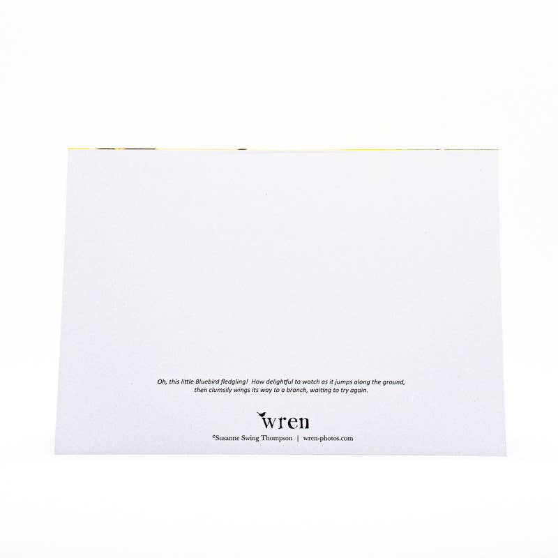 Wren - Wholesale Everyday Greeting Card - Bluebird Fledgling (Blank inside) Greeting Card3