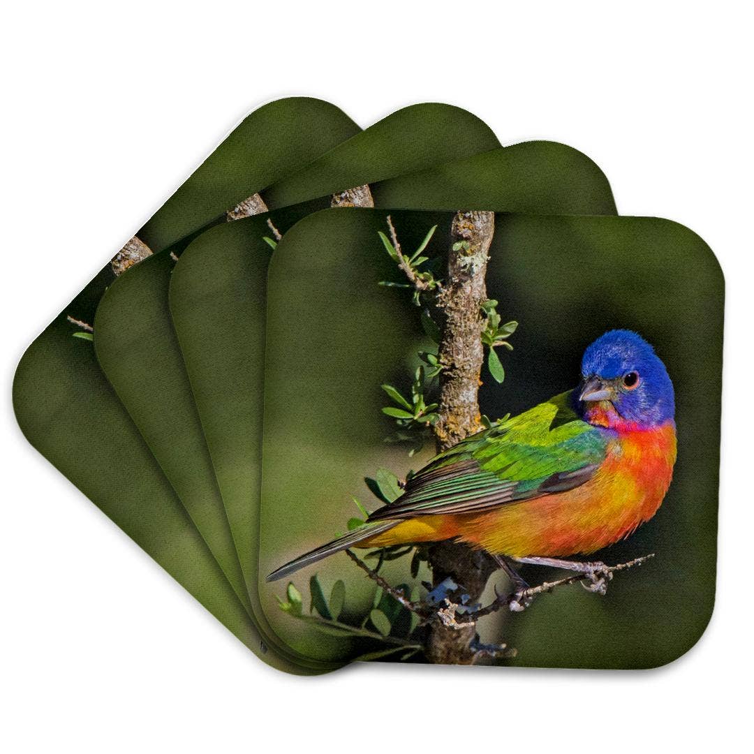 3dRose - Wholesale Coasters - 3dRose, Painted bunting foraging in brush country near the Rio Grande, Texas., Coaster7