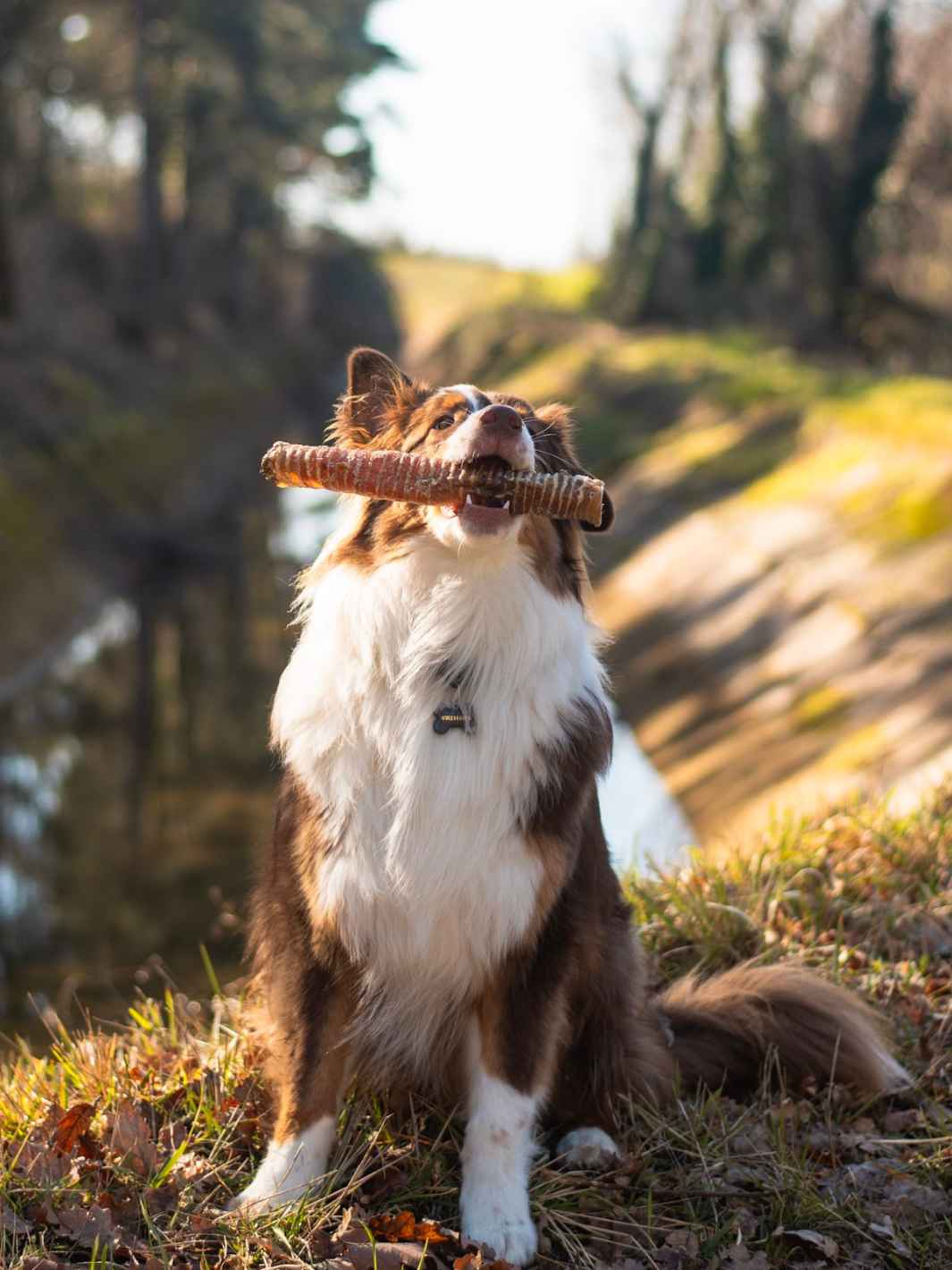 Truffe Délice - Vente Friandises – chien - Trachées de bœuf1