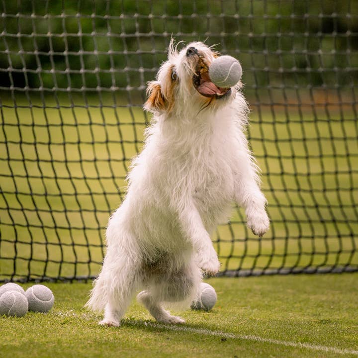 Super Bounce Tennis Balls 3 Pack for wholesale by Lords and Labradors