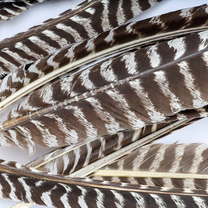 Zucker Feather Products - Wholesale Feathers - Barred Turkey Pointer Feathers - Right Wing - 12 PC2